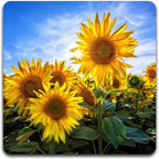 Sunflowers Square Coaster Set - Image 2