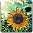 Sunflowers Square Coaster Set - Image 5